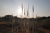 IIP Online Student Photography